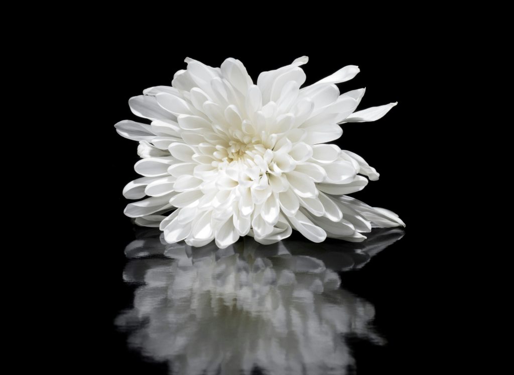 pexels-photo-1165045-1165045 A delicate white chrysanthemum flower with reflective black background, showcasing soft petals.