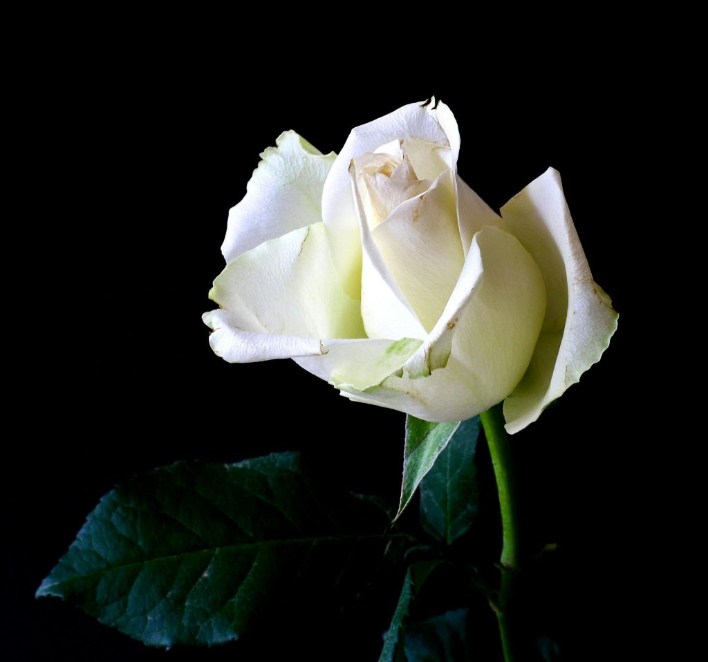 rose-plant-tender-nature-36420 A stunning white rose bloom captured in detail against a contrasting black background, highlighting its elegance.